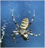insect0002.jpg